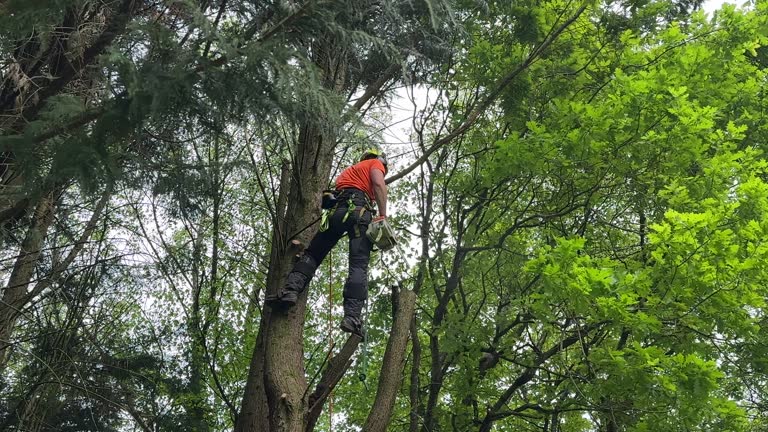 Best Fruit Tree Pruning  in San Ramon, CA